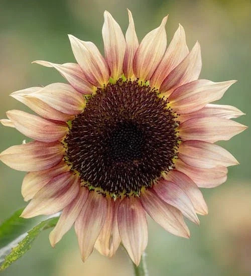 Sunflower Seeds - Pro Cut Plum Variety - Fresh Helianthus annuus Seeds for Cutting Gardens and Pollinator Attraction