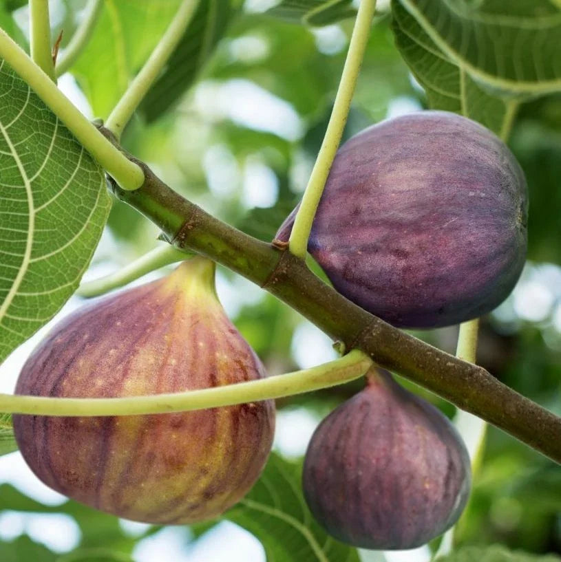 Brown Turkey Fig Cuttings - Unrooted 6-8 Inch Ficus Carica Propagation Stems for Gardening