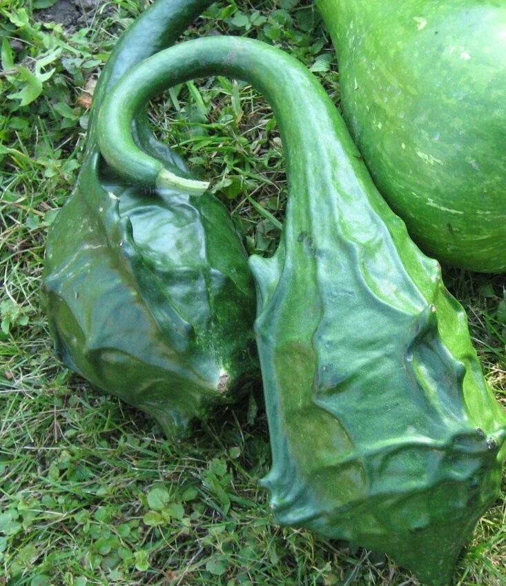 Dragon Gourd Seeds - 12 Seeds | Lagenaria siceraria Edible Caveman's Club