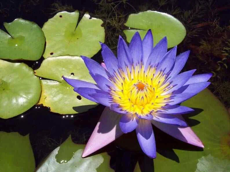 Blue Lotus Seeds 5 Pack - Nelumbo nucifera - Hardy Tropical Flowering Plant