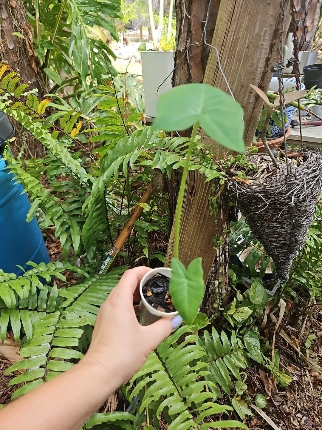 Giant Alocasia Plant - Taro Gigantea Elephant Ear - Live Indoor Tropical Foliage - Borneo Varietal