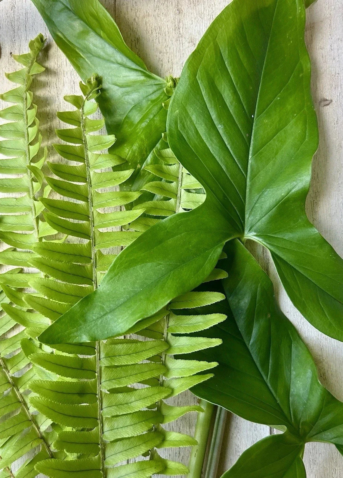 Rooted Plant Cuttings 20 Pack Arrowhead Vine Ferns Syngonium Podophyllum Nephrolepis exaltata