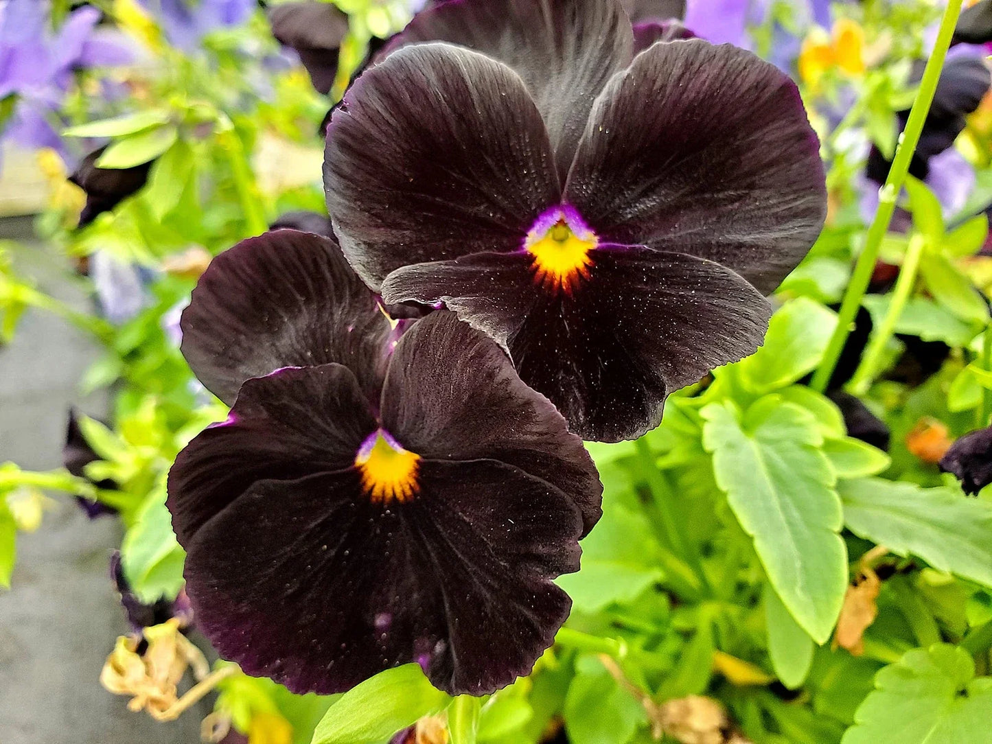 Black Pansy Seeds 100+ Viola tricolor var. hortensis for Garden Borders & Containers