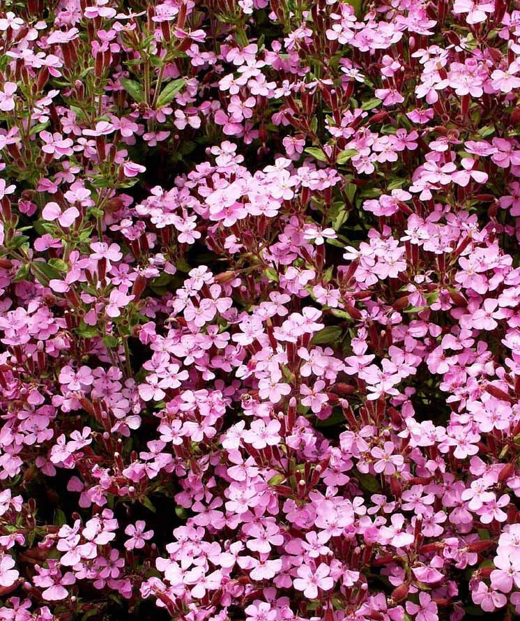 Rock Soapwort Groundcover Seeds - Pink Spreading Perennial, Non-GMO, 1000 Seeds
