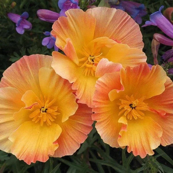 California Thai Silk Apricot Poppy Seeds - 200+ Packets, Eschscholzia californica, Vibrant Apricot Flowers, Garden Seeds, USA Grown