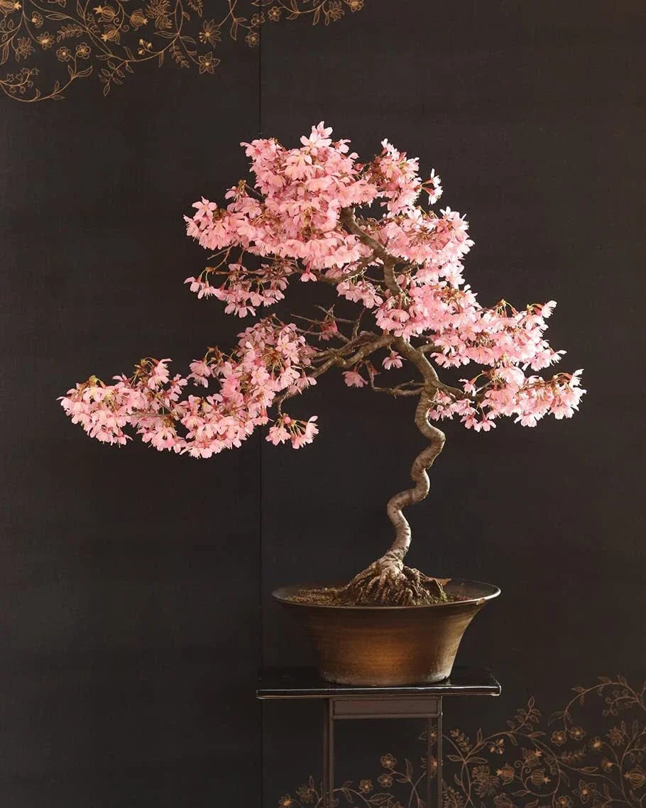 Japanese Flowering Cherry Blossom Bonsai Seeds - Prunus serrulata, 30 Pack, Sakura, Pink Blossoms, Indoor & Outdoor Gardening