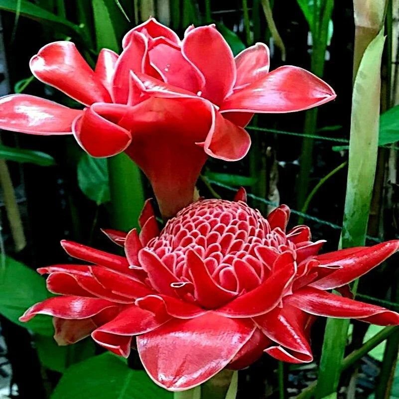 Red Torch Ginger Seeds, Tropical Garden Flower, Etlingera elatior, Rare Exotic Plant, Vibrant Red Torch Flowers, Pollinator Attractant