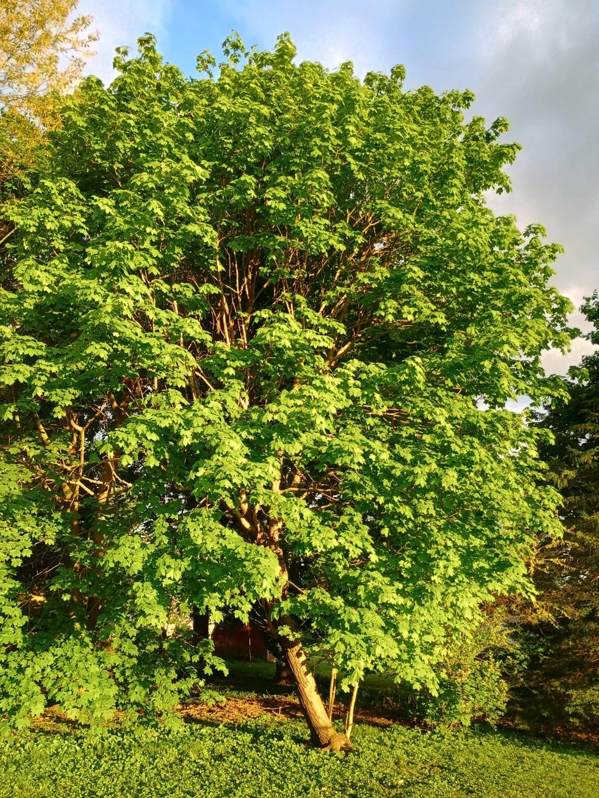 Sugar Maple Tree Bare Root Starter Tree - Acer saccharum, 24 Inch, Fall Foliage, Shade Tree