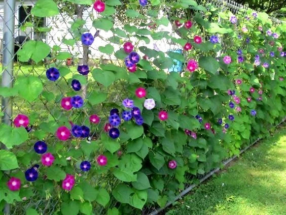 Morning Glory Flower Vine Seeds - Ipomoea purpurea Mix - Fast Hardy Climbing Plants