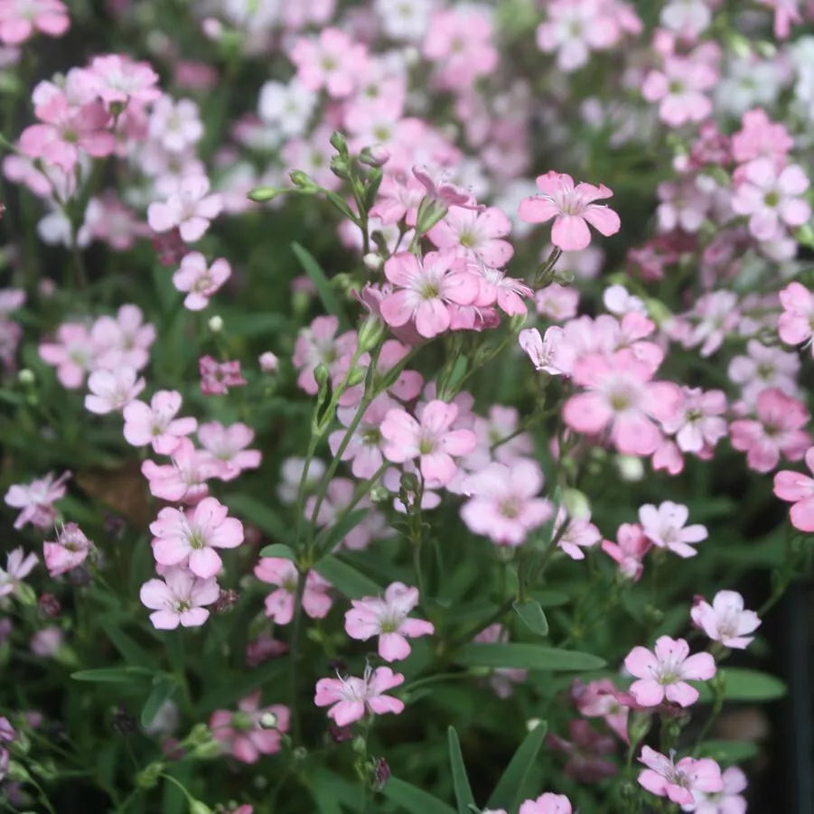 Babys Breath Seeds - 325 Pink Gypsophila elegans Annual Flower Seeds - GroCo USA