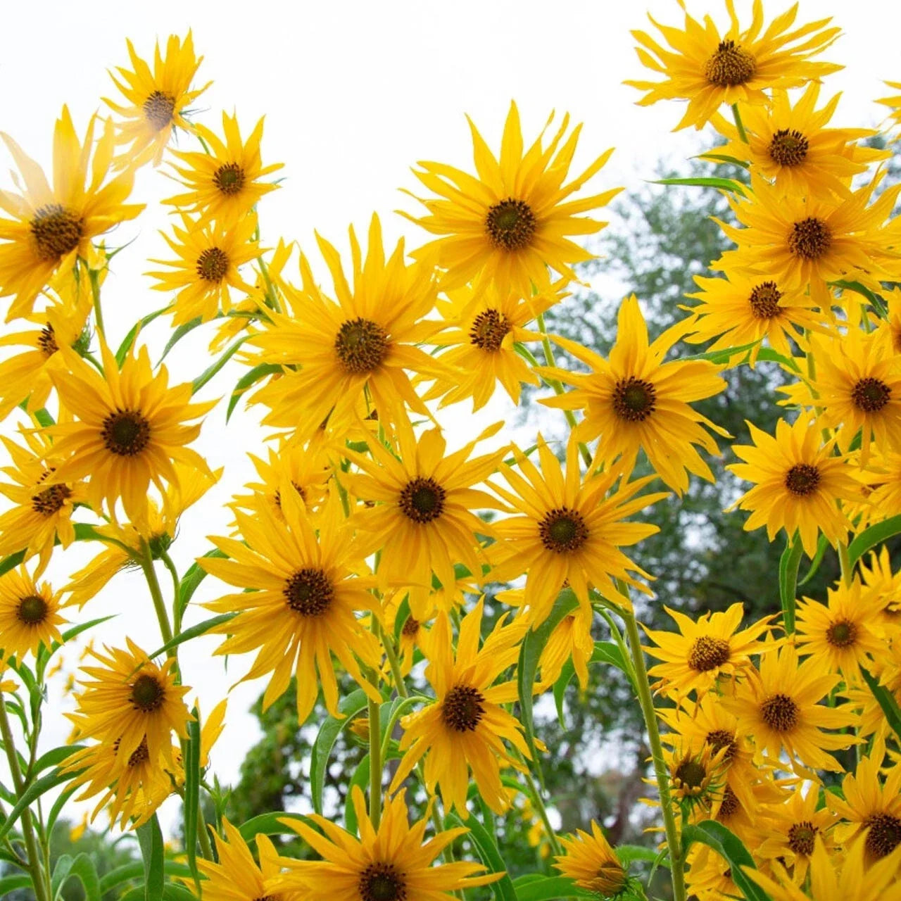 Maximilian Sunflower Seeds - 200+ Non-GMO Helianthus maximiliani for Butterfly Gardens, Perennial Yellow Flowers