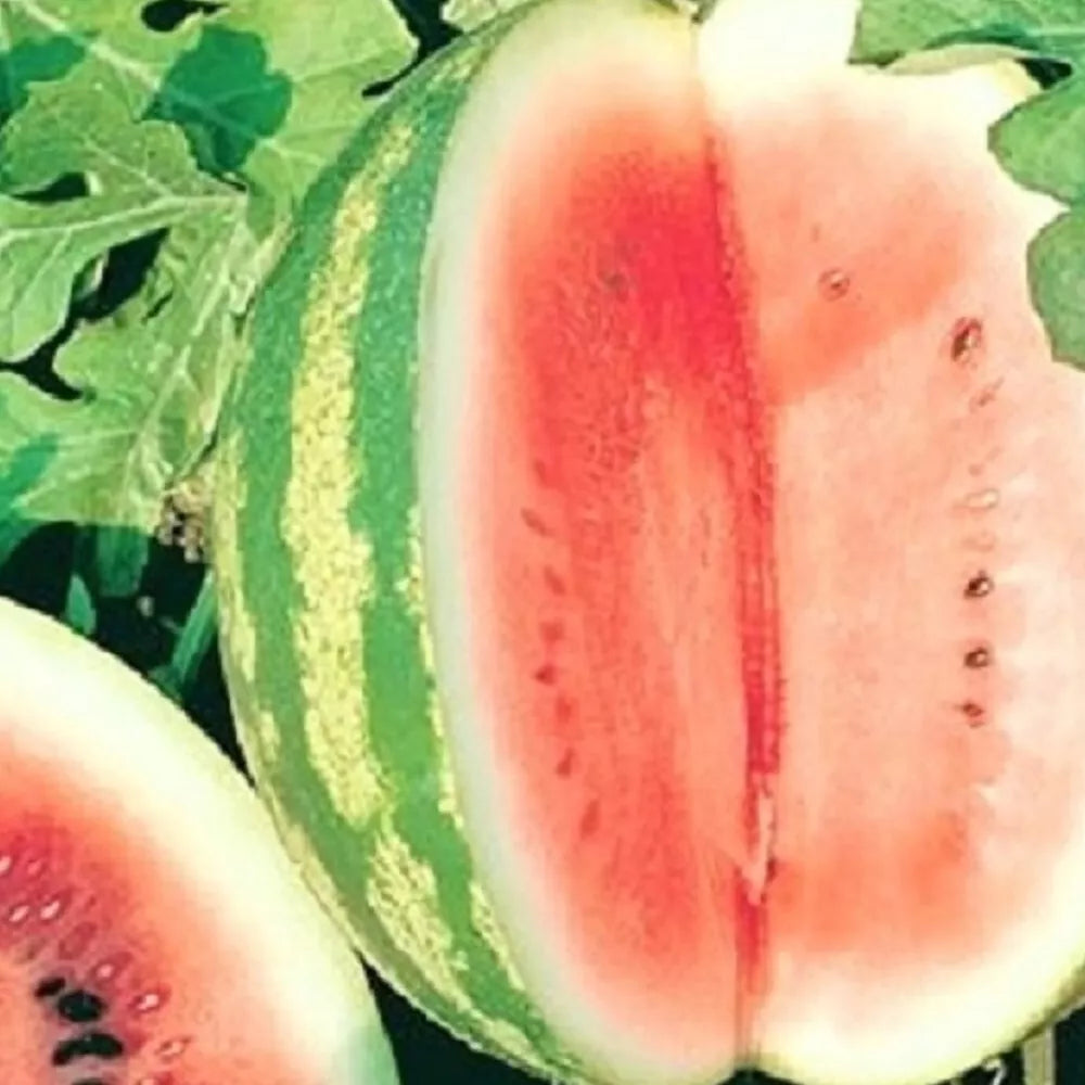 Crimson Sweet Watermelon Seeds Bulk Pack Heirloom NON-GMO Citrullus lanatus