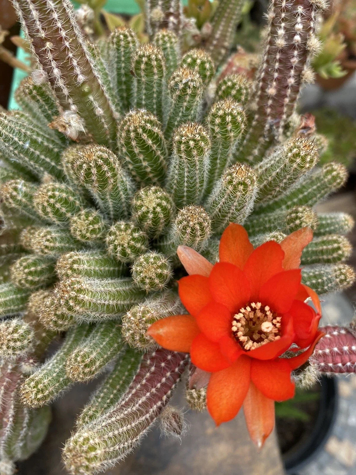 Echinopsis Chamaecereus Peanut Cactus Cuttings - 5 Pack Succulent Variety Indoor Plant Easy Care
