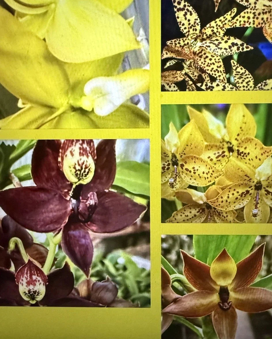 Cycnoches Hybrid Orchid Plant Bare Root Epiphytic Blooming Flowering Plant