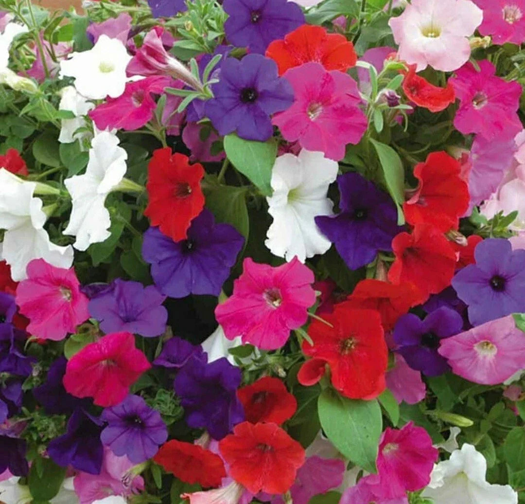 Petunia Flower Seeds Mix - 100 Count, Colorful Annuals for Garden, Petunia × atkinsiana Seeds for Pots & Borders