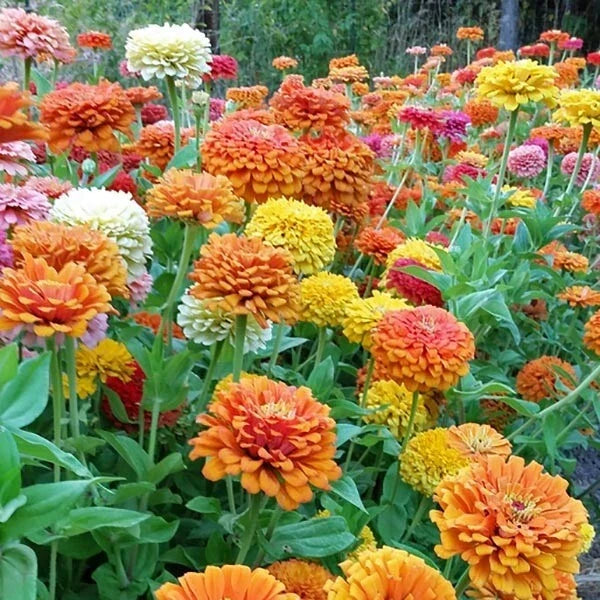 Zinnia Seeds Mix - 100+ Flower Garden Seeds - Vibrant Colors - Zinnia elegans - Easy to Grow, Attracts Pollinators