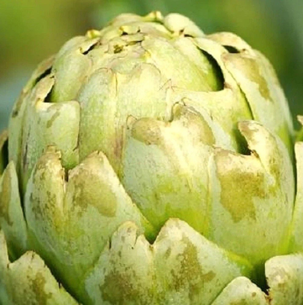 Green Globe Artichoke Seeds | Heirloom NON-GMO Organic Vegetable Seeds