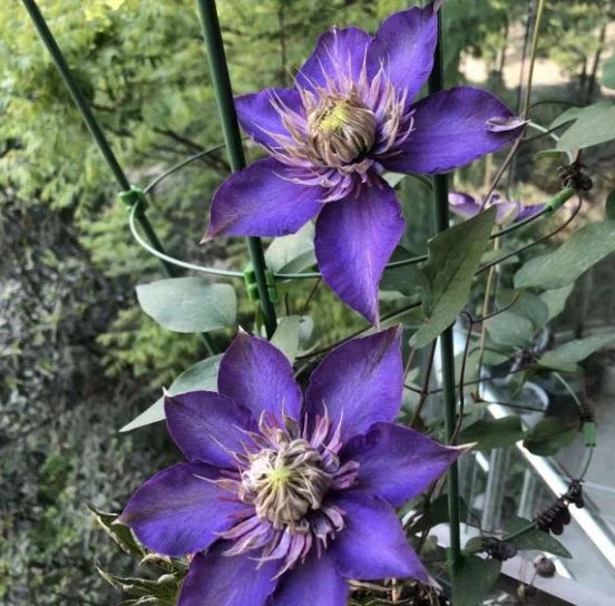 Purple Clematis Seeds - Perennial Climbing Vine with Large Purple Flowers - Clematis 'Jackmanii' Seed Packet