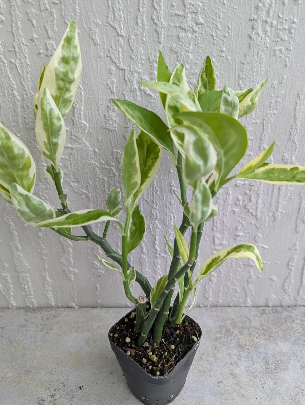 Variegated Devil's Backbone Plant - 2.5" Pot with Larger Leaves - Euphorbia tithymaloides - Multiple Stems, Indoor or Outdoor