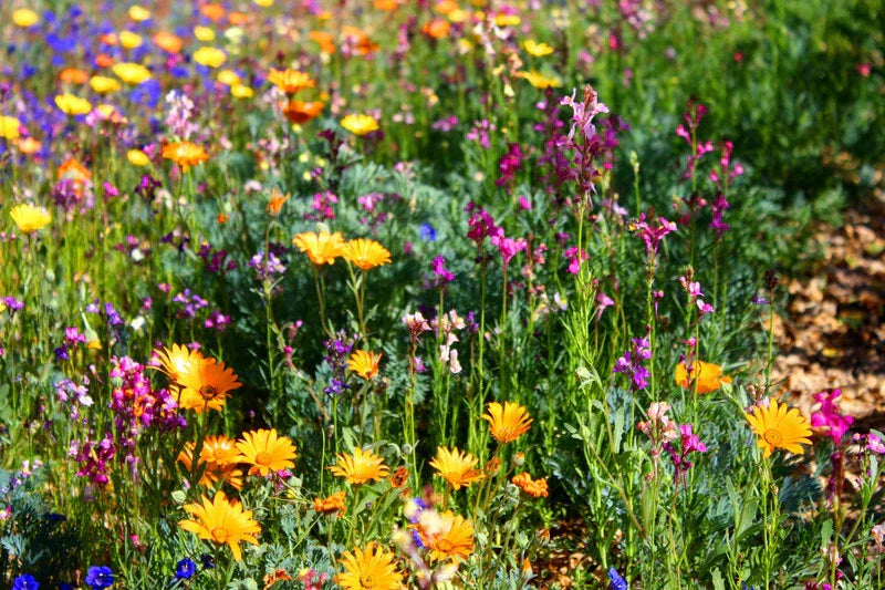 North American Wildflower Mix Seeds - Native Pollinator-Friendly Wildflowers
