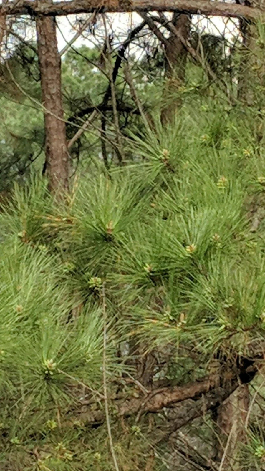 Loblolly Pine Seedlings 6-12 Inches | Fast-Growing Pinus taeda Trees for Reforestation & Privacy Screens