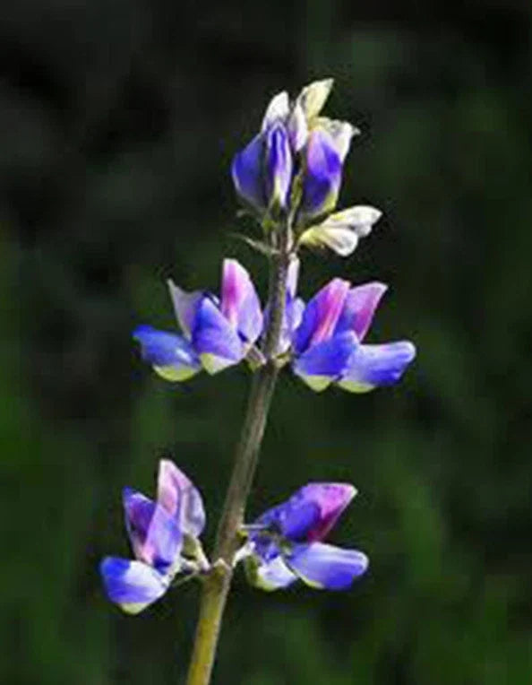 Arroyo Lupine Seeds – 25+ Purple Flower Seeds – Lupinus succulentus – Drought-Tolerant Wildflower for Gardens & Borders
