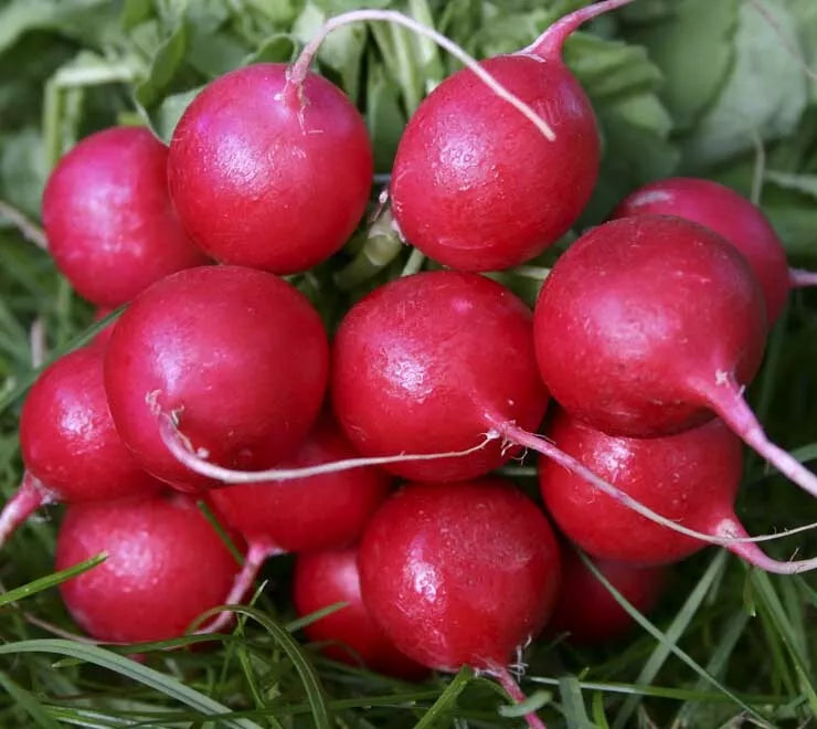 Radish Seeds Cherry Belle 200+ Pack | Raphanus sativus Vegetable Seeds