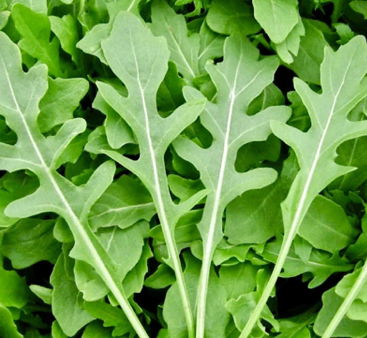 Rocket Arugula Seeds 1000+ Non-GMO Heirloom Eruca sativa for Home Gardens and Cooking