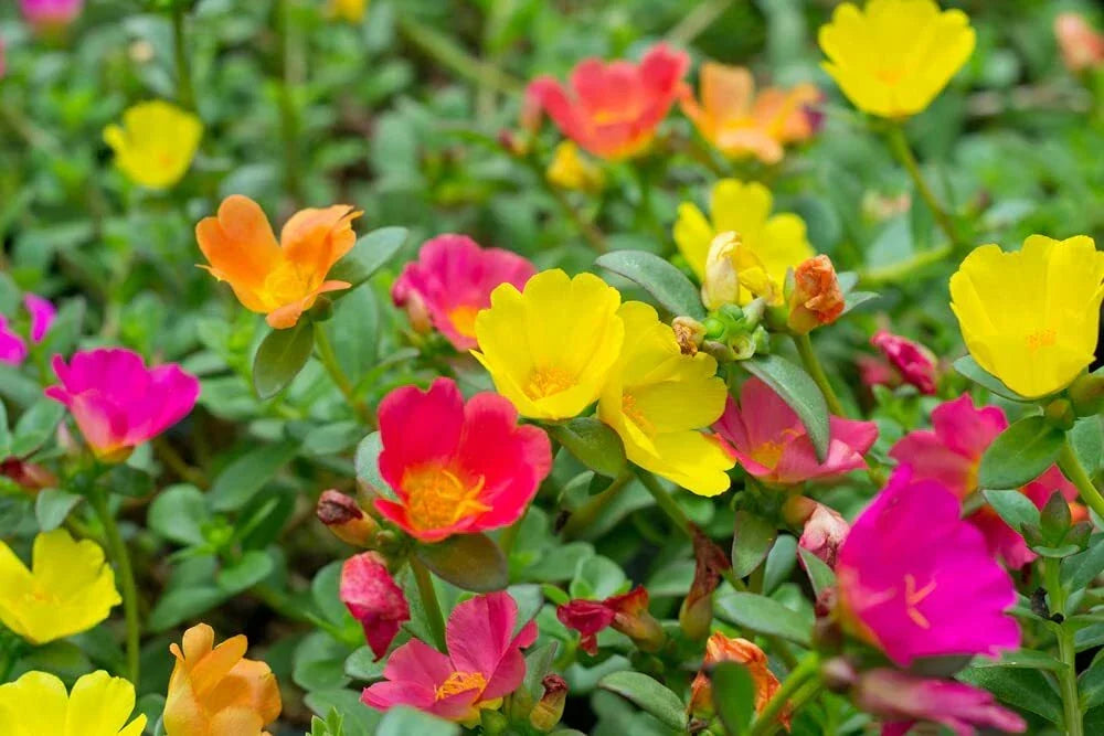 Moss Rose Seeds - 1,000 Count Portulaca Grandiflora for Vibrant Garden Flowers