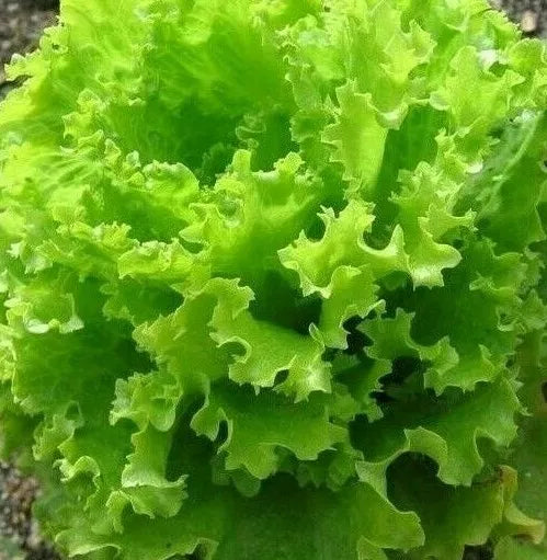 Salad Bowl Lettuce Seeds - 1000+ Organic Non-GMO Leafy Greens for Home Garden