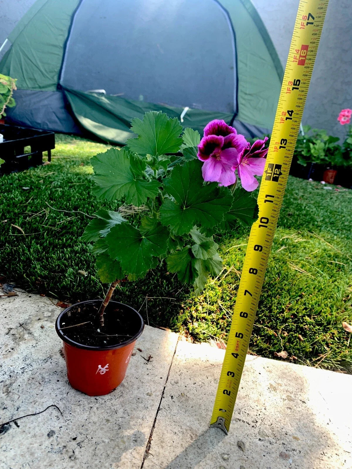 Live Plant in 14" Tall Lavender Pink and Dark Maroon Foliage - Scientific Name