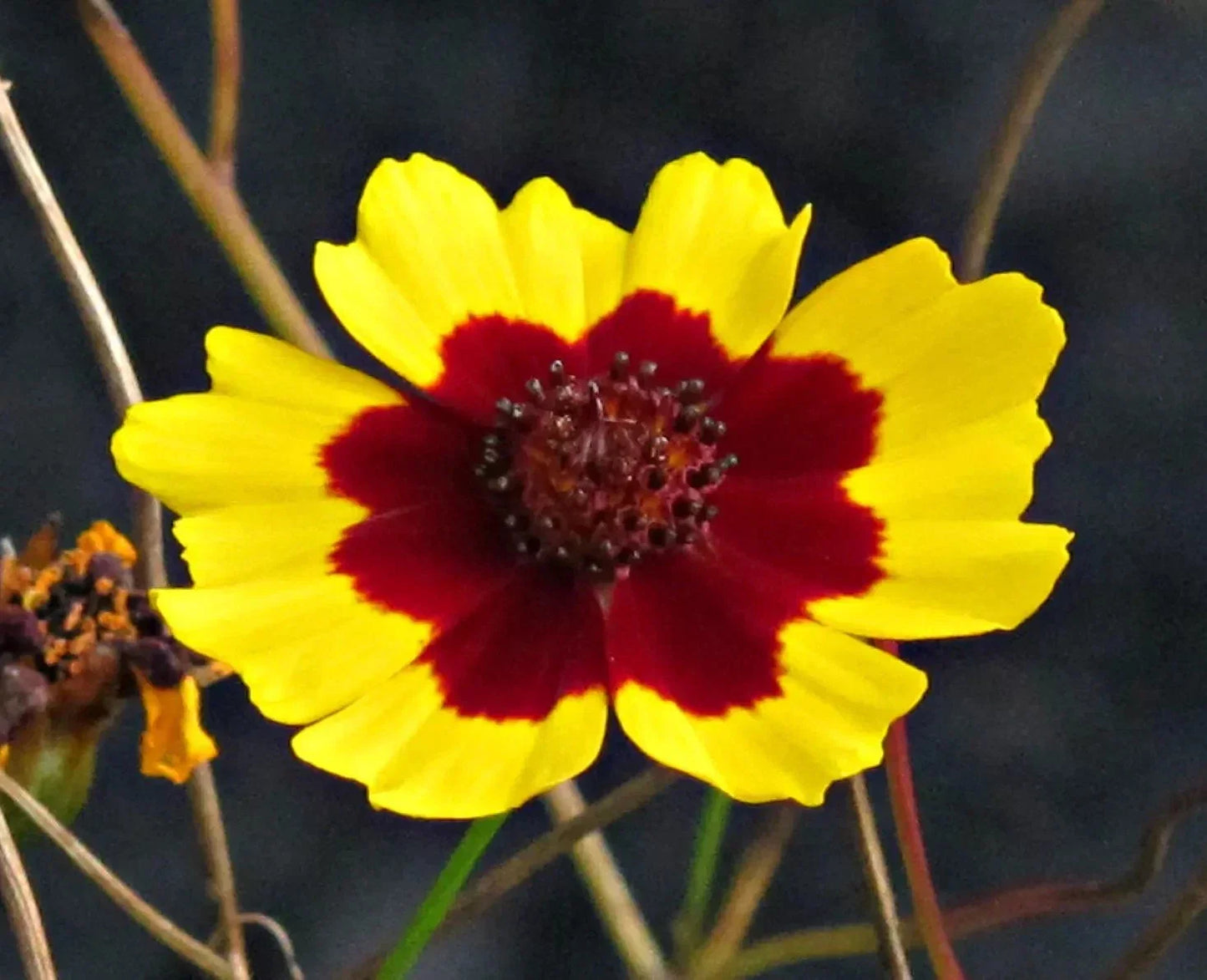 Plains Coreopsis Seeds - 200+ Count - Edible, Medicinal, Drought Resistant Coreopsis tinctoria