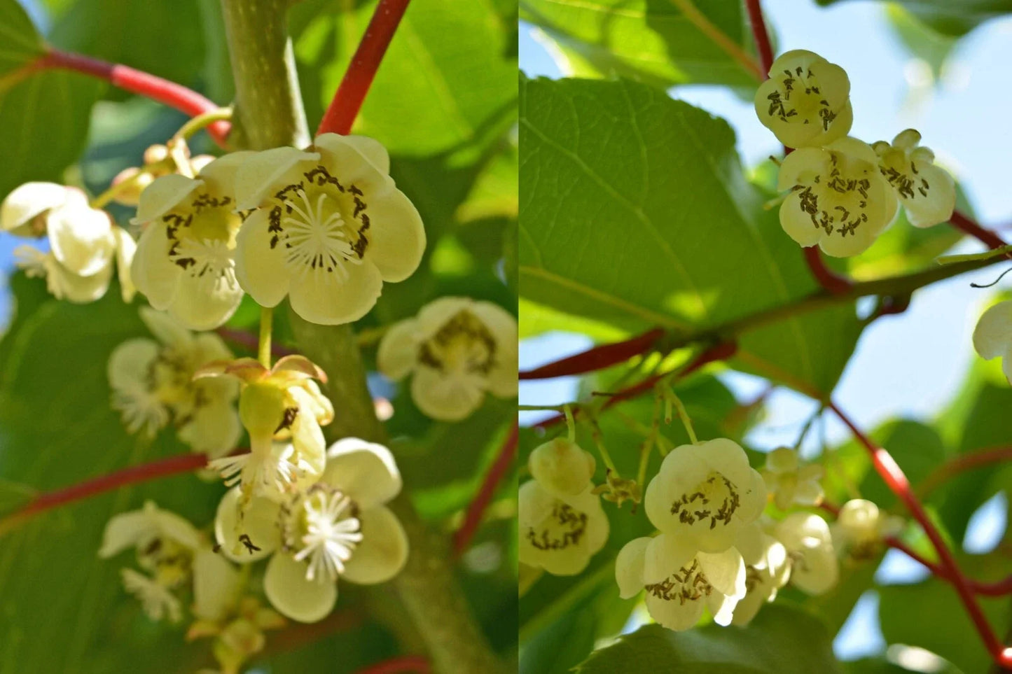 Clark Male Kiwi Pollinator Plant - Live Rooted Starter, Actinidia deliciosa, 12-20ft Vines, Fragrant Flowers, Zones 4-8