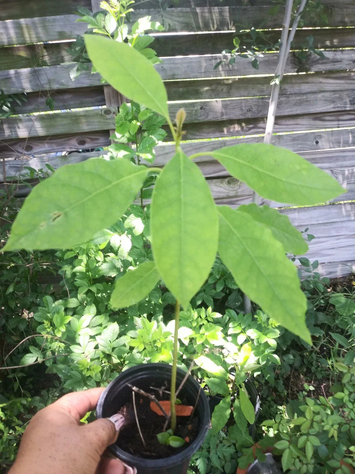 Live Avocado Tree 5'' to 8'' | Persea americana Aguacate Fruit Tree