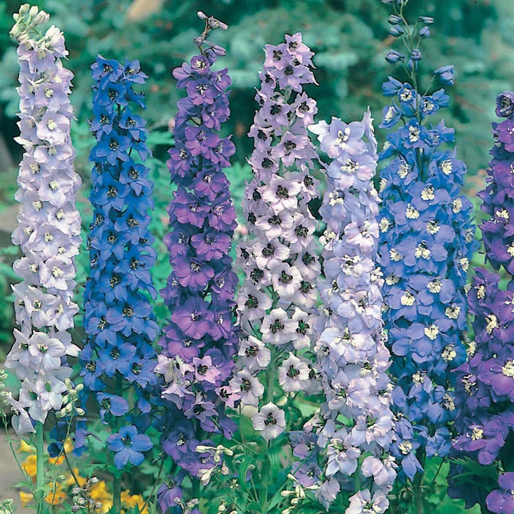 Delphinium Seeds - 36 Pack Pacific Giant Mix Perennial - USA Grown