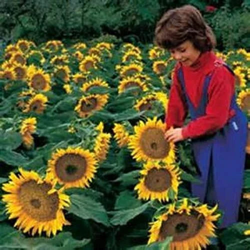 Dwarf Sunflower Seeds | 50+ Helianthus annuus | Compact Exotic Sunspot Flower Seeds for Gardens & Containers