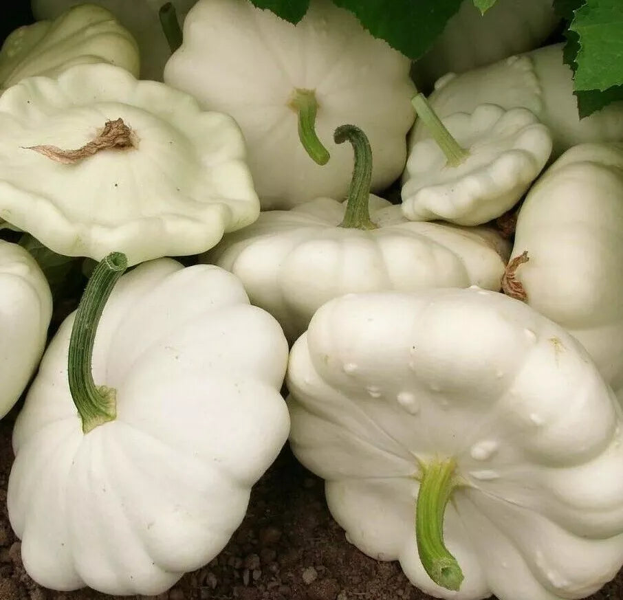 White Bush Scallop Squash Seeds - 25+ Heirloom Summer Squash Pattypan