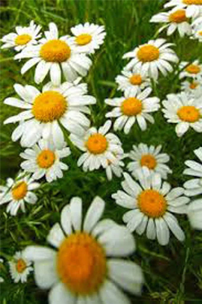 German Chamomile Seeds - Heirloom NON-GMO Matricaria chamomilla - 1000+ Seeds