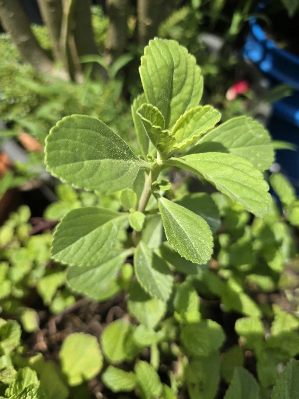 Meprobamato Boldo Fresh Cuttings - 4 Medicinal Herb Cuttings for Propagation