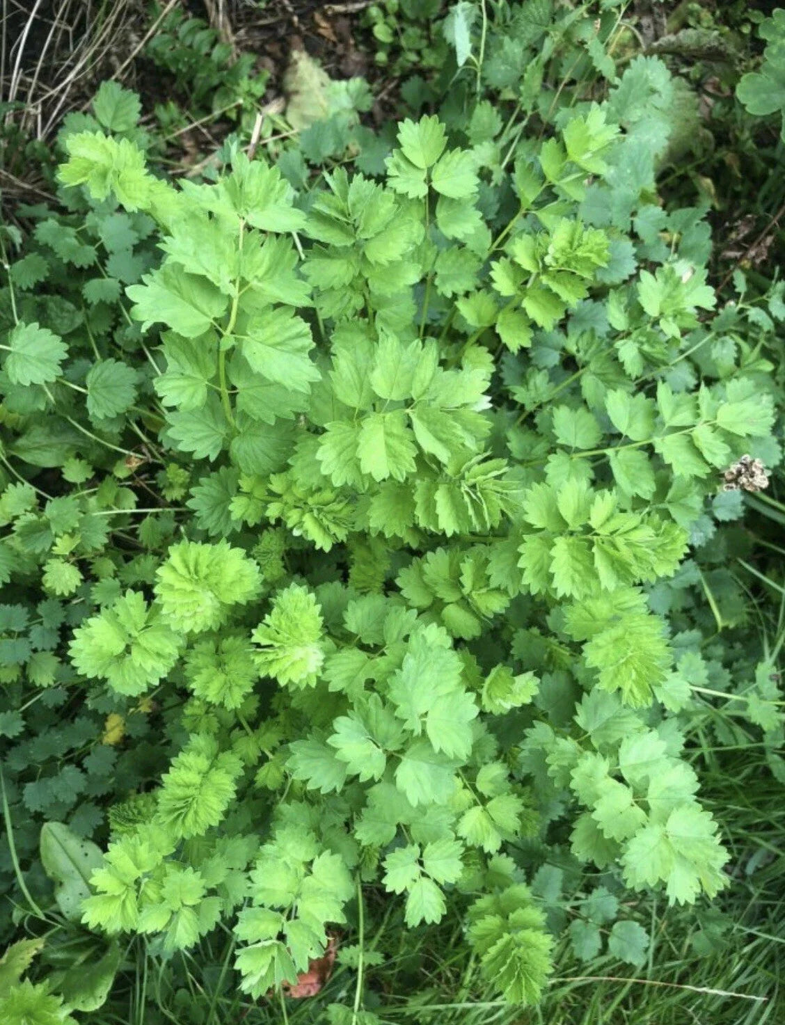 Salad Burnet Seeds - Non-GMO Open Pollinated Herb Sanguisorba minor for Organic Gardening, Culinary Use
