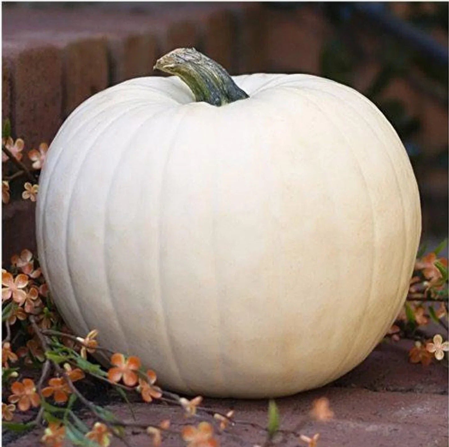White Queen Pumpkin Seeds - 10 Non-GMO Heirloom Seeds - Cucurbita pepo