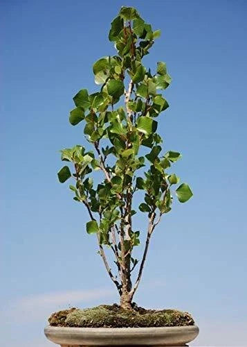 Bonsai Tree Cutting - Ficus retusa Indoor/Outdoor Starter Plant for Easy Growth and Low Maintenance