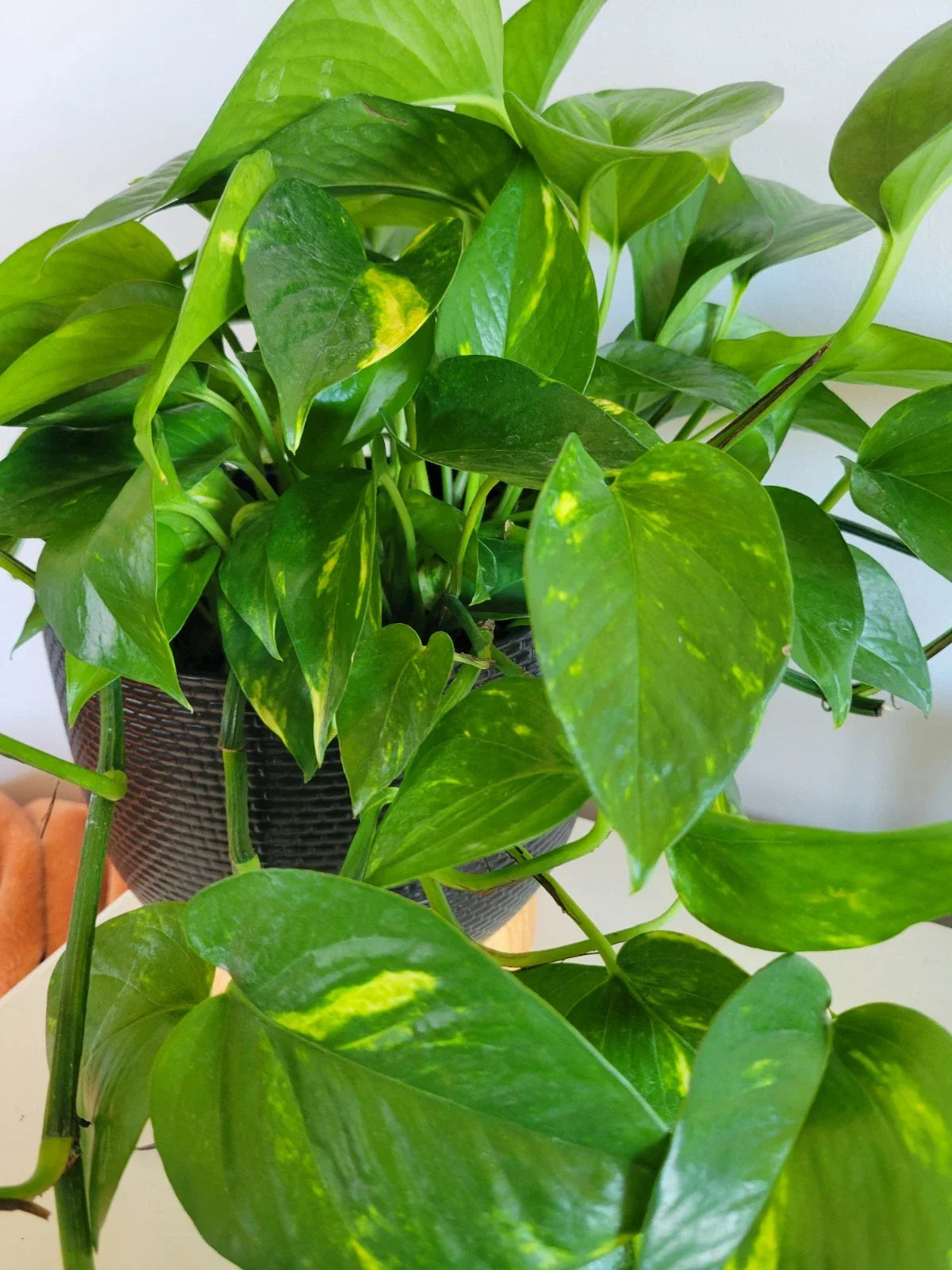 Pothos Cuttings - 3 Fresh Unrooted Hawaiian Epipremnum aureum Houseplant Clippings
