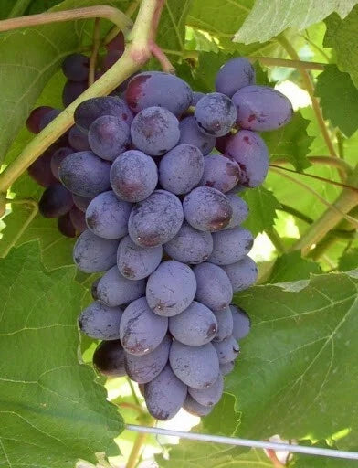 Fredonia Grape Plant - Live Rooted Starter - Black/Blue Vitis labrusca - Early Ripening, Self-Pollinating, Zones 5-8
