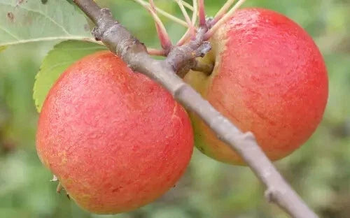 Lord Lambourne Apple Seeds - Non-GMO Malus domestica for Home Garden Planting, Juicy Fruit, 25+ Seeds