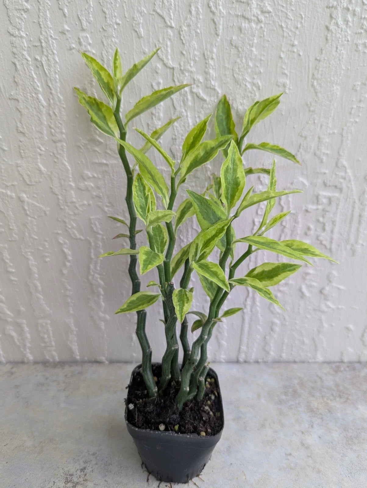 Variegated Devil's Backbone Plant 2.5" Pot - Euphorbia tithymaloides, Indoor/Outdoor, Low Maintenance, Rooted 6 Stems