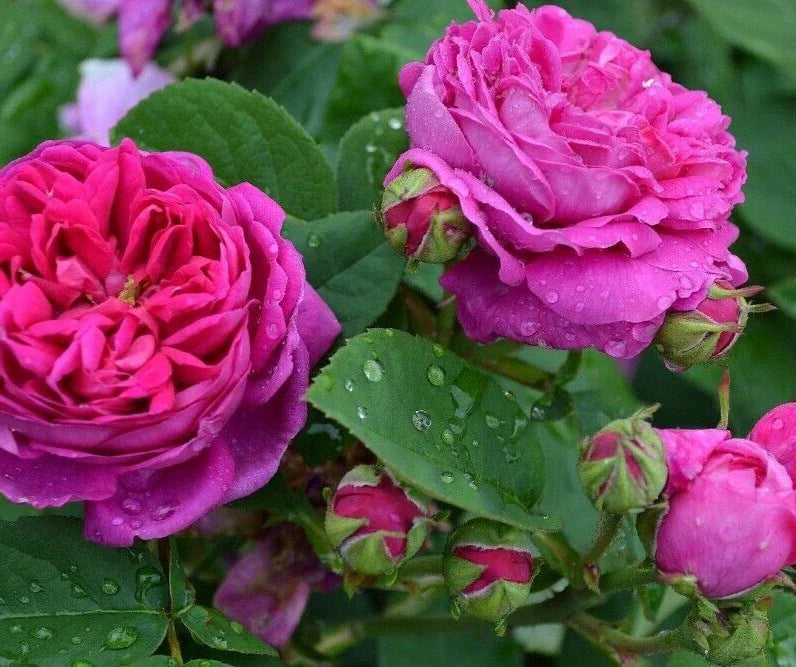 Scarlet Rose Bush Seeds - 100 Heirloom Seeds for Summer Blooming Rosa spp.