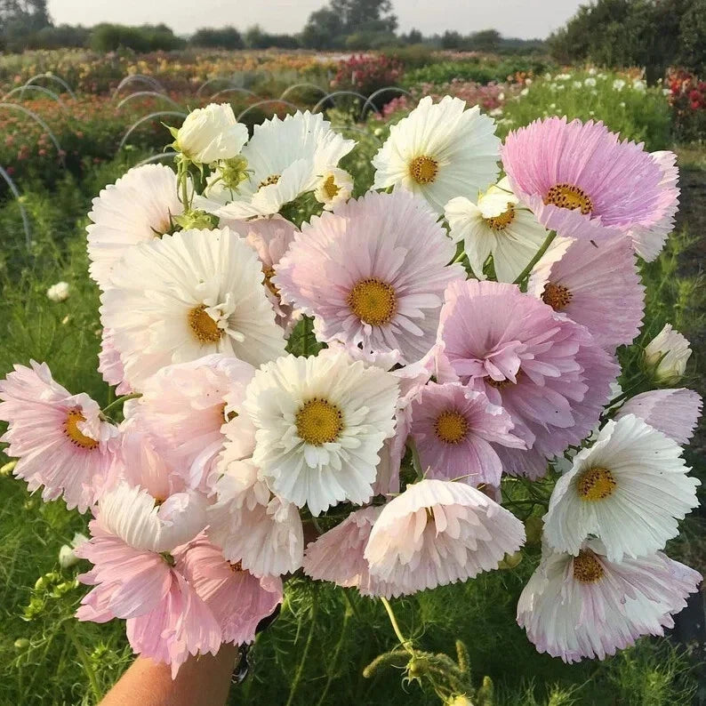 Cupcake Blush Cosmos Seeds - 200+ Pack, Vibrant Annual Flower Seeds, Cosmos bipinnatus for Garden Beds & Containers