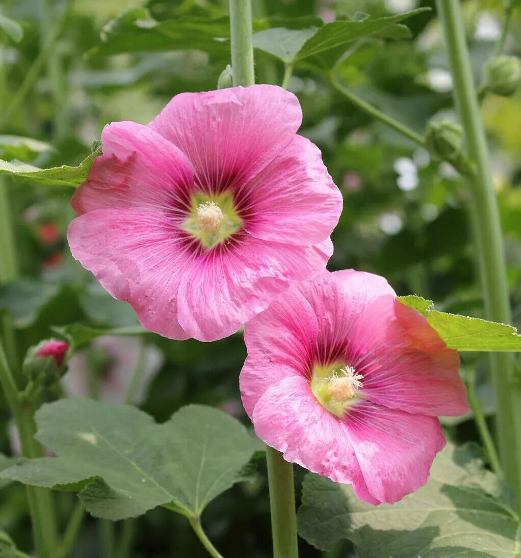 Hollyhock Flower Seeds - 35+ Heirloom Alcea Rosea - Perennial Garden Seeds - USA Grown