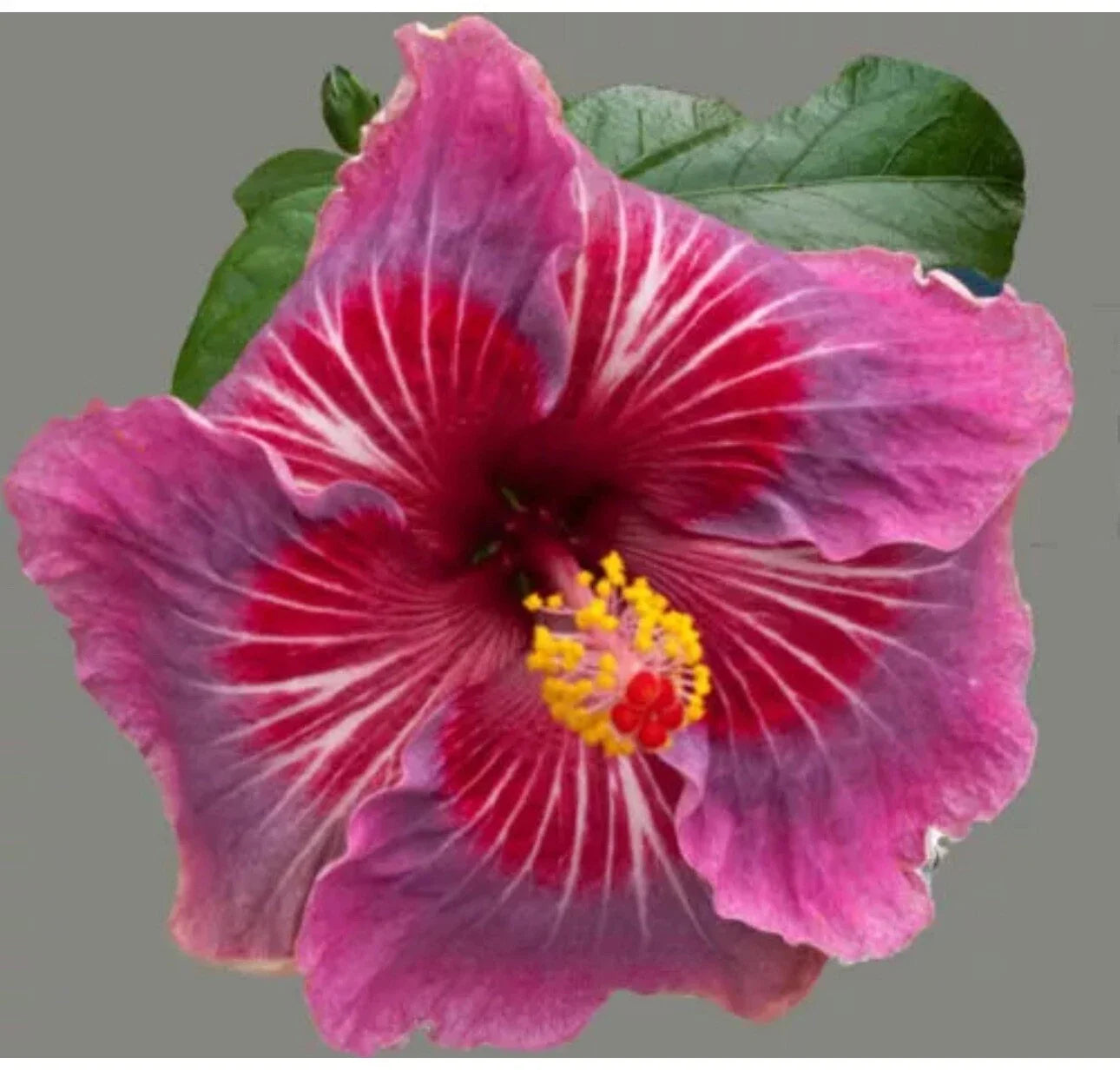 Tropical Hibiscus Starter Plant - Rooted Exotic Hibiscus rosa-sinensis in 4-inch Pot, Bright Colorful Blooms